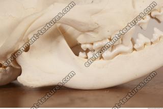 photo reference of skull 0012